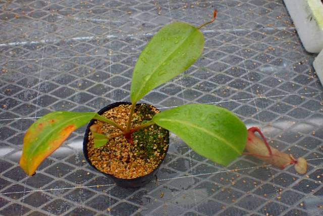 その他観葉植物 ryo 横溝 友樹 | #サンスベリア #サンセベリア #ハイブリッド