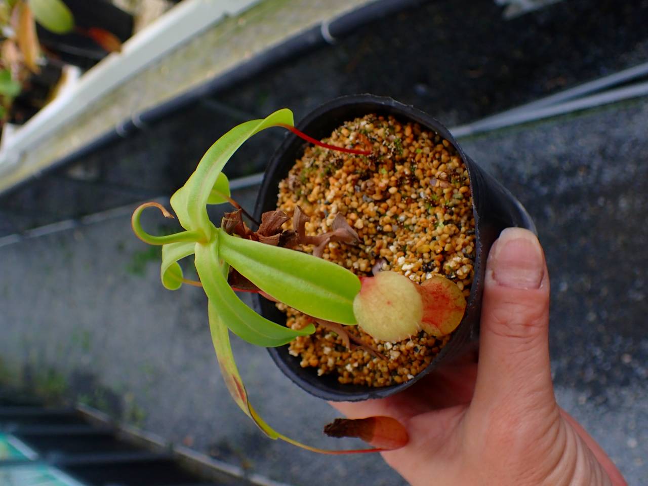 R483 5-3 N. ventricosa-red (seedling) - Y's Exotics （山田食虫植物