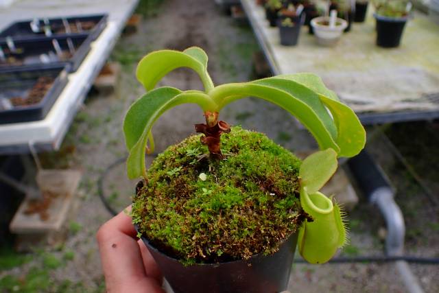 マウイ　８種植物おまとめ R444 4-2 N. maxima wavy stem x maxima (d) Sulawesi green Y's