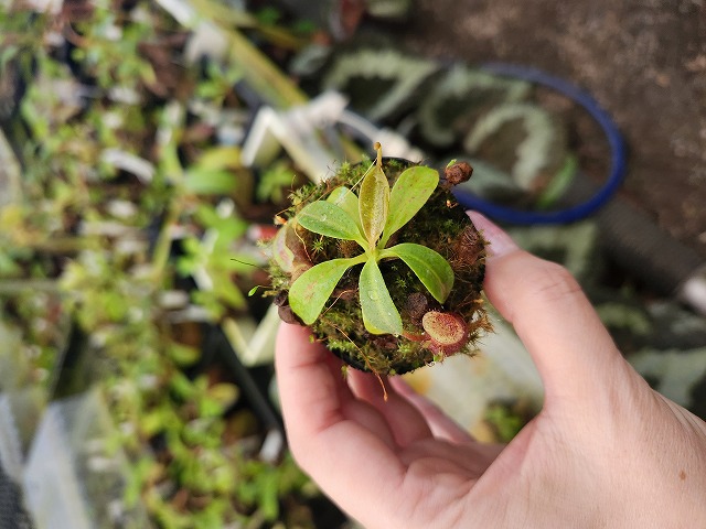 R426 1-4 N. (maxima x campanulata) x xtrusmadiensis #NNN | Y's
