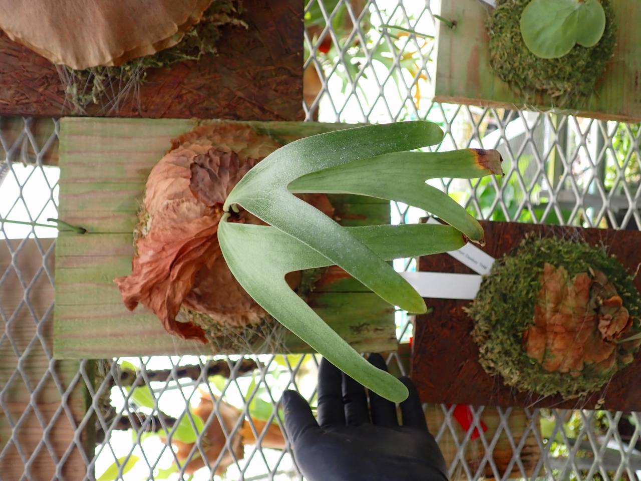 Y973 3-2 Platycerium Dawboy THW - Y's Exotics （山田食虫植物農園）