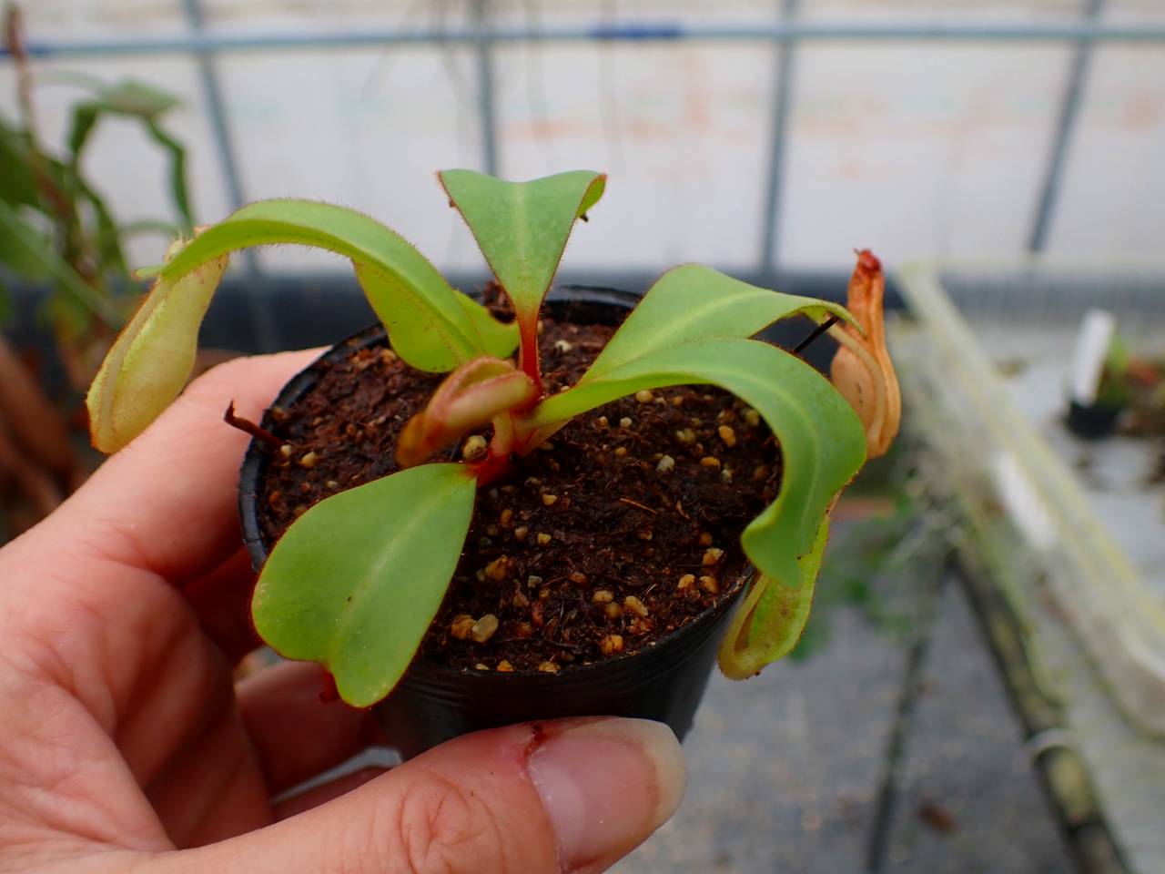 ハンガリー製 緑色 葉っぱ型 Y165 5-1 [YA-170] N. clipeata Nep Gardner Y's Lab - Y's Exotics