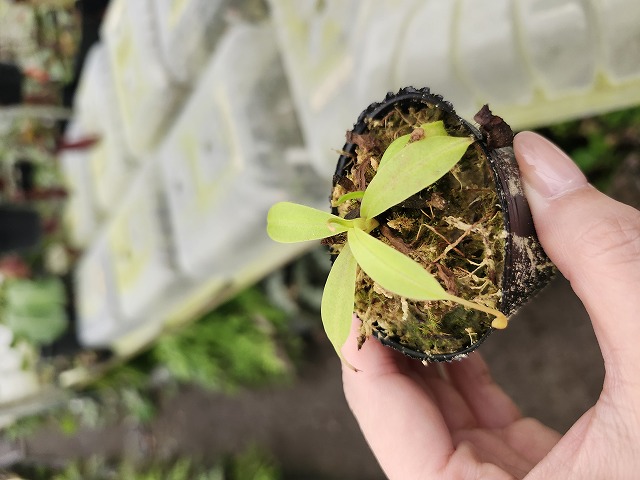 G859 1-4 N. jaquelineae x macrophylla #NNN - Y's Exotics （山田食