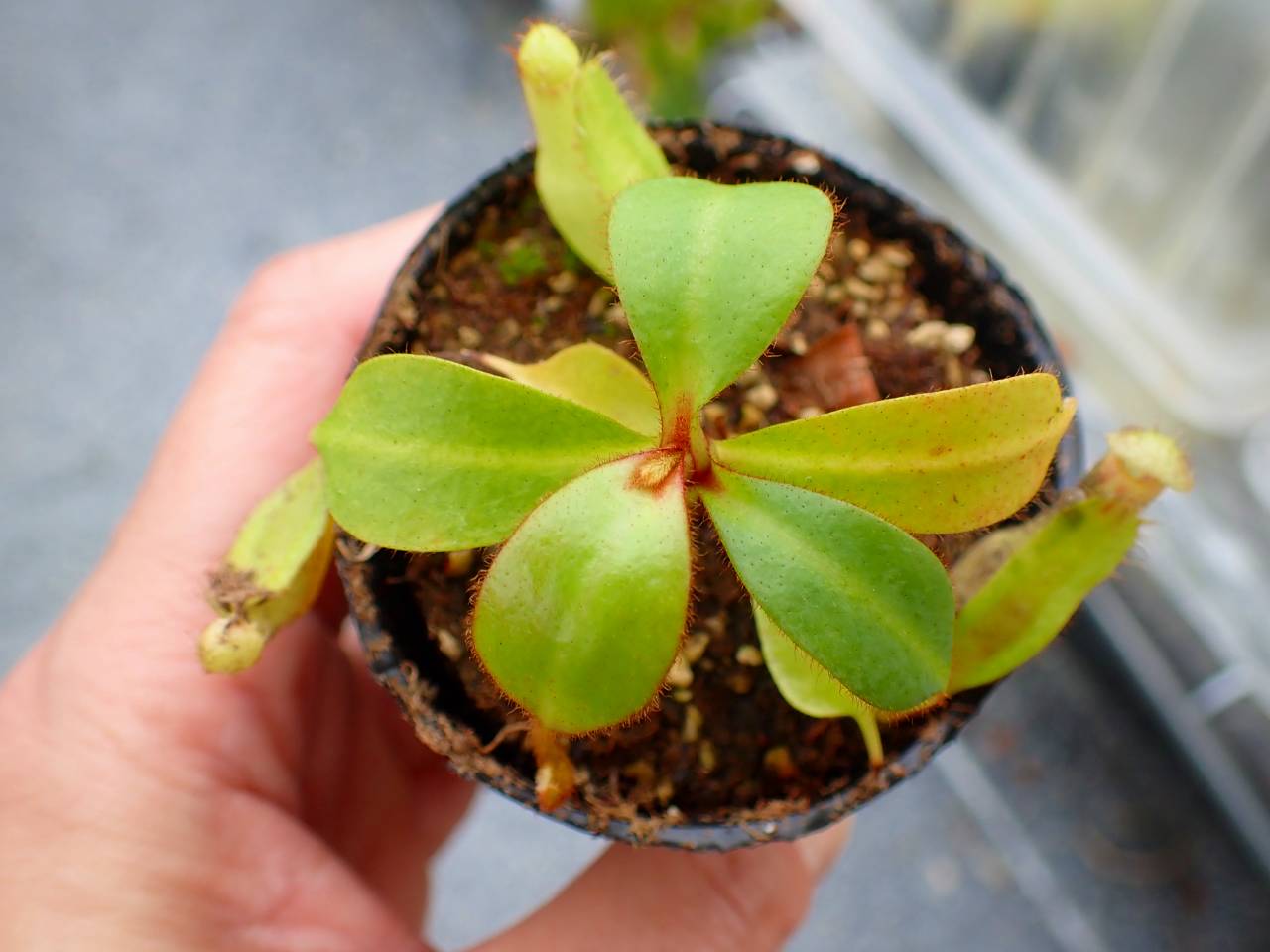 R288 5-1 [YA-170] N. clipeata Nep Gardner Y's Lab - Y's Exotics