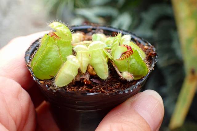 その他観葉植物 Cephalotus follicularis Garman Giant C.C その他観葉植物 Cephalotus follicularis`GermanGiant' C.C