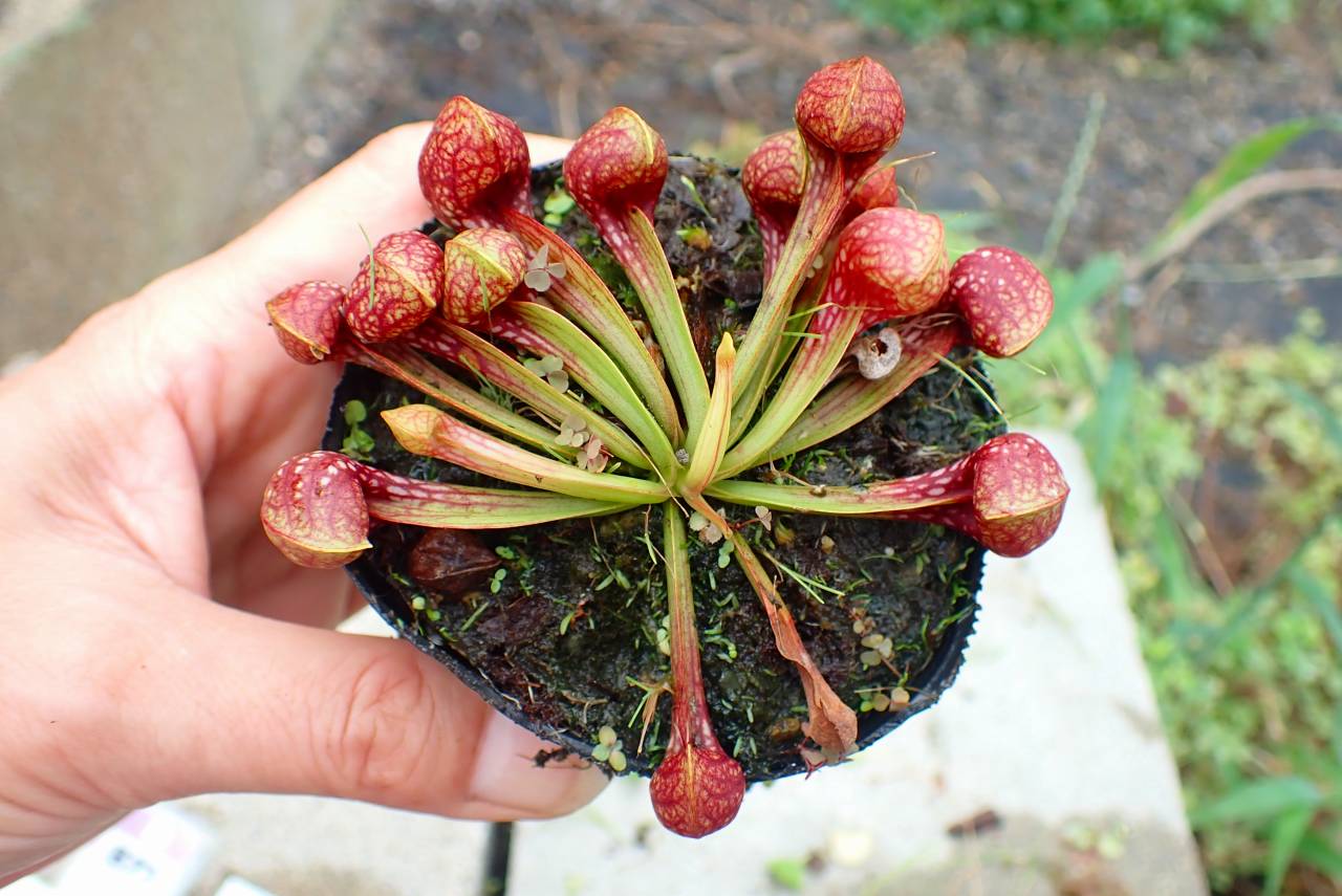 Microcyphus rousseaui　ウニ　殻　大 Microcyphus rousseaui ウニ 殻 大