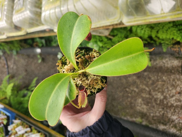 N . (truncata x peltata) x lowii 食虫植物 Y003 1-4 N. (truncata x