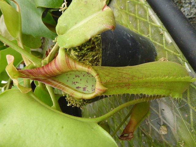 G243 5-2 N. truncata wavy leaf (Mt. Redondo Dinagat Island) OF | Y's  Exotics （山田食虫植物農園）