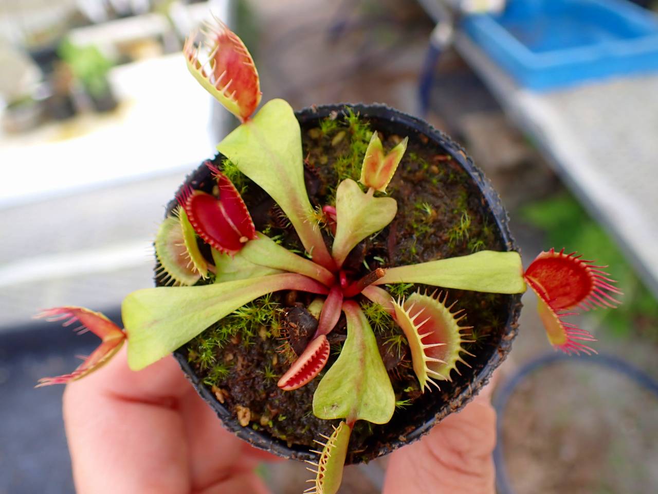 Y432 4-1 Dionaea muscipula 鈴木系 実生 - Y's Exotics （山田食虫