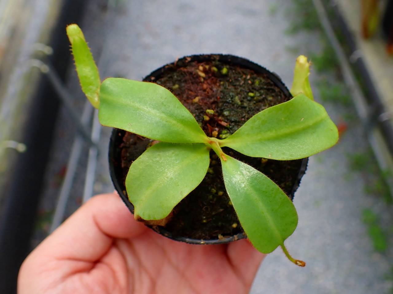 P090 5-1 [YA-170] N. clipeata Nep Gardner Y's Lab - Y's Exotics