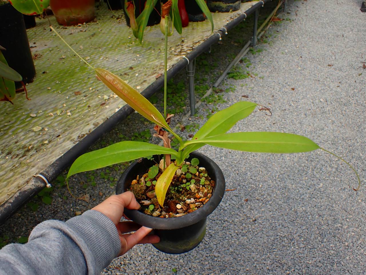 R646 5-2 N. merrilliana x maxima 一正園 - Y's Exotics （山田食虫