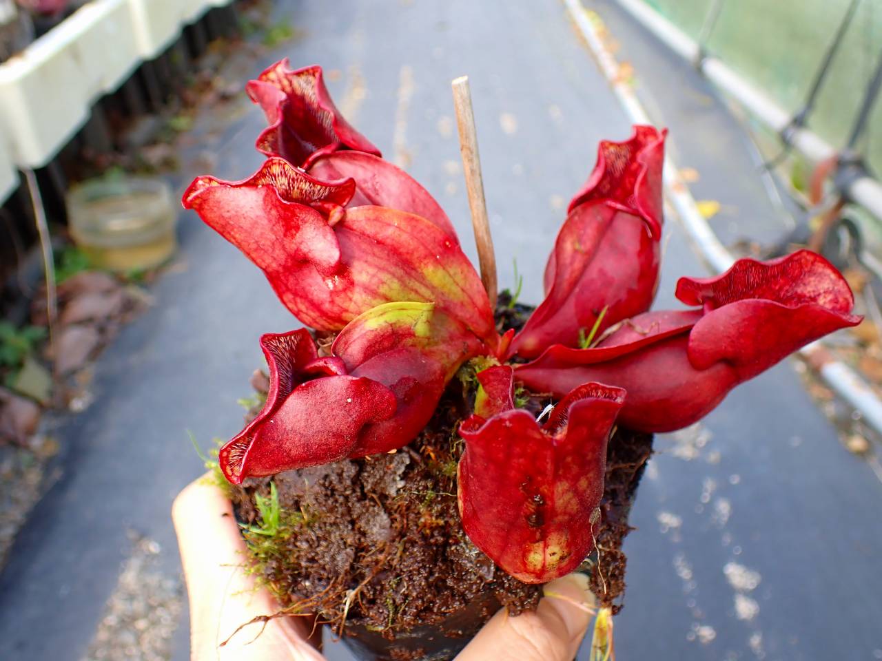 タイトル：昌蒲 G266 S. purpurea ssp. venosa (伊勢花菖蒲園選別丸形株 No.16) MS
