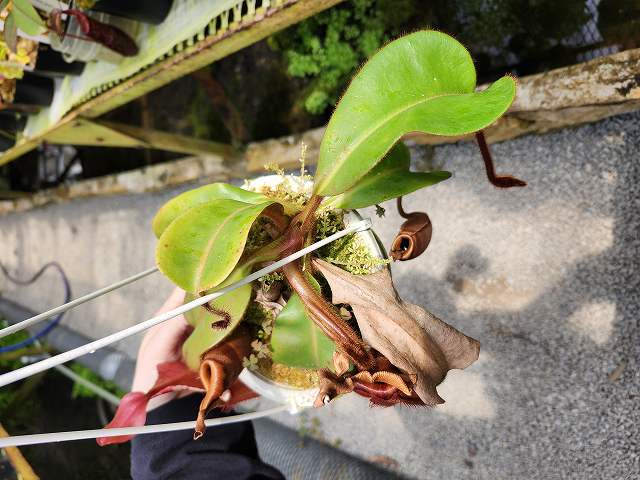 黄金虫 これが本当の黄金虫 | 色彩認定講師／近藤正憲／COLOROZA