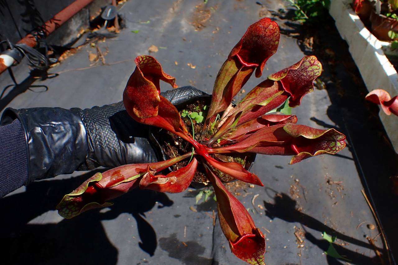 E559 S. purpurea ssp. venosa (seedling) - Y's Exotics （山田食虫