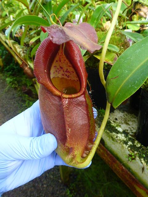 G074 1-2 N. spathulata x gymnamphora BE-3791 | Y's Exotics （山田食虫植物農園）