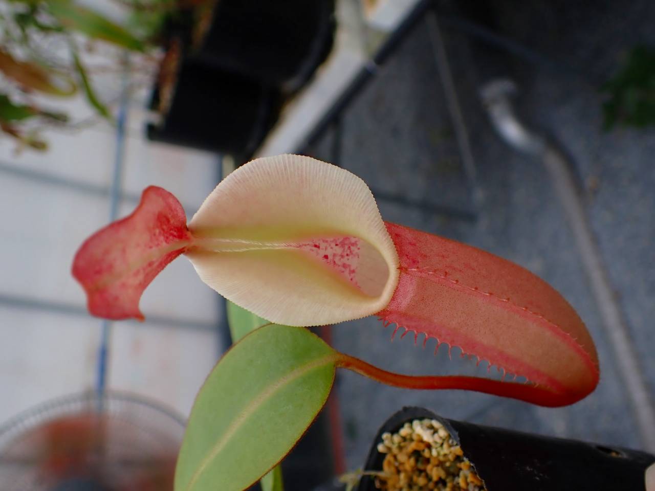 Y606 5-1 N. veitchii-highland x lowland No.269 EP - Y's Exotics