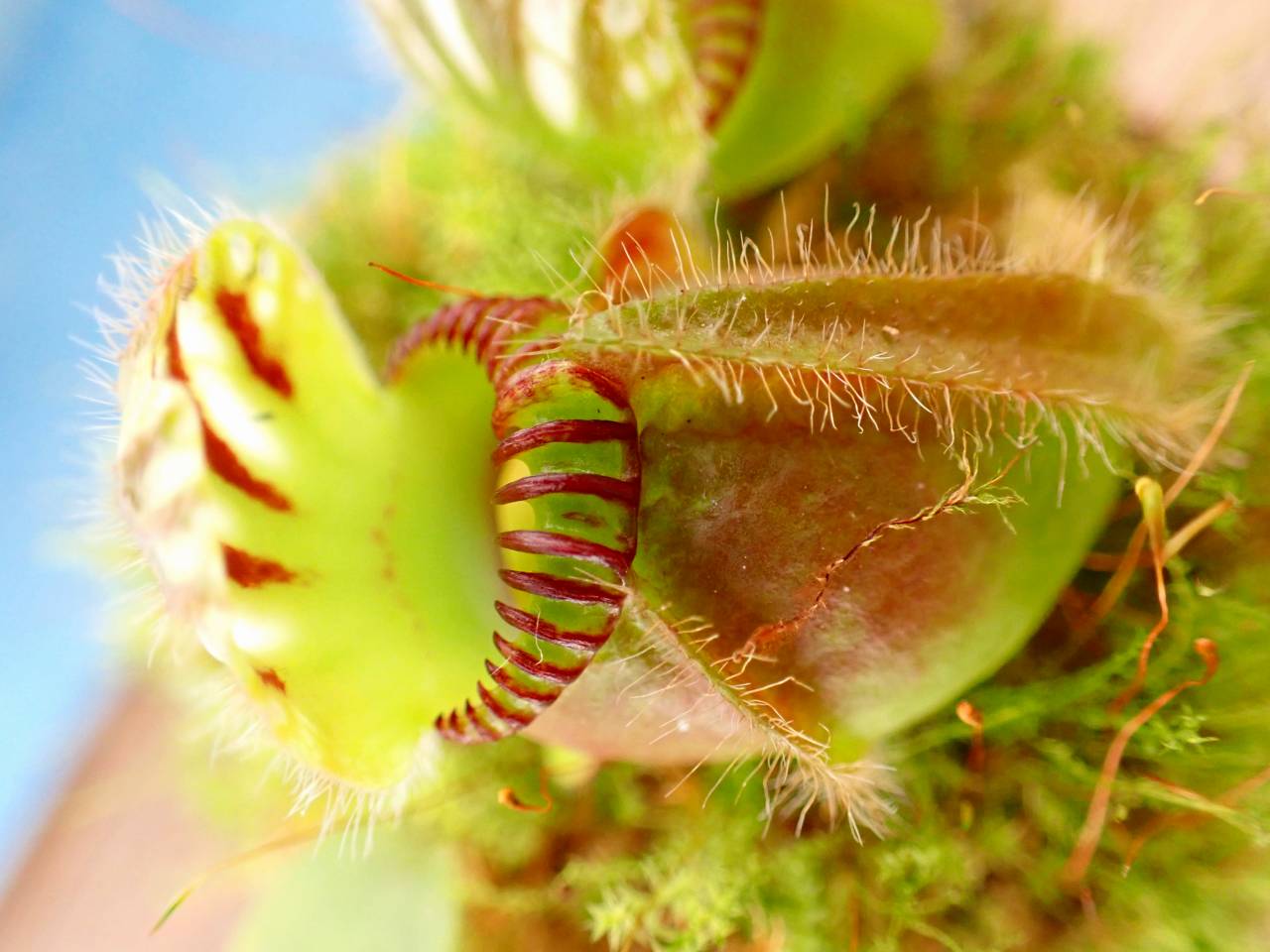 J244 1-2 Cephalotus follicularis 'Big Boy ' Cedric - Y's Exotics