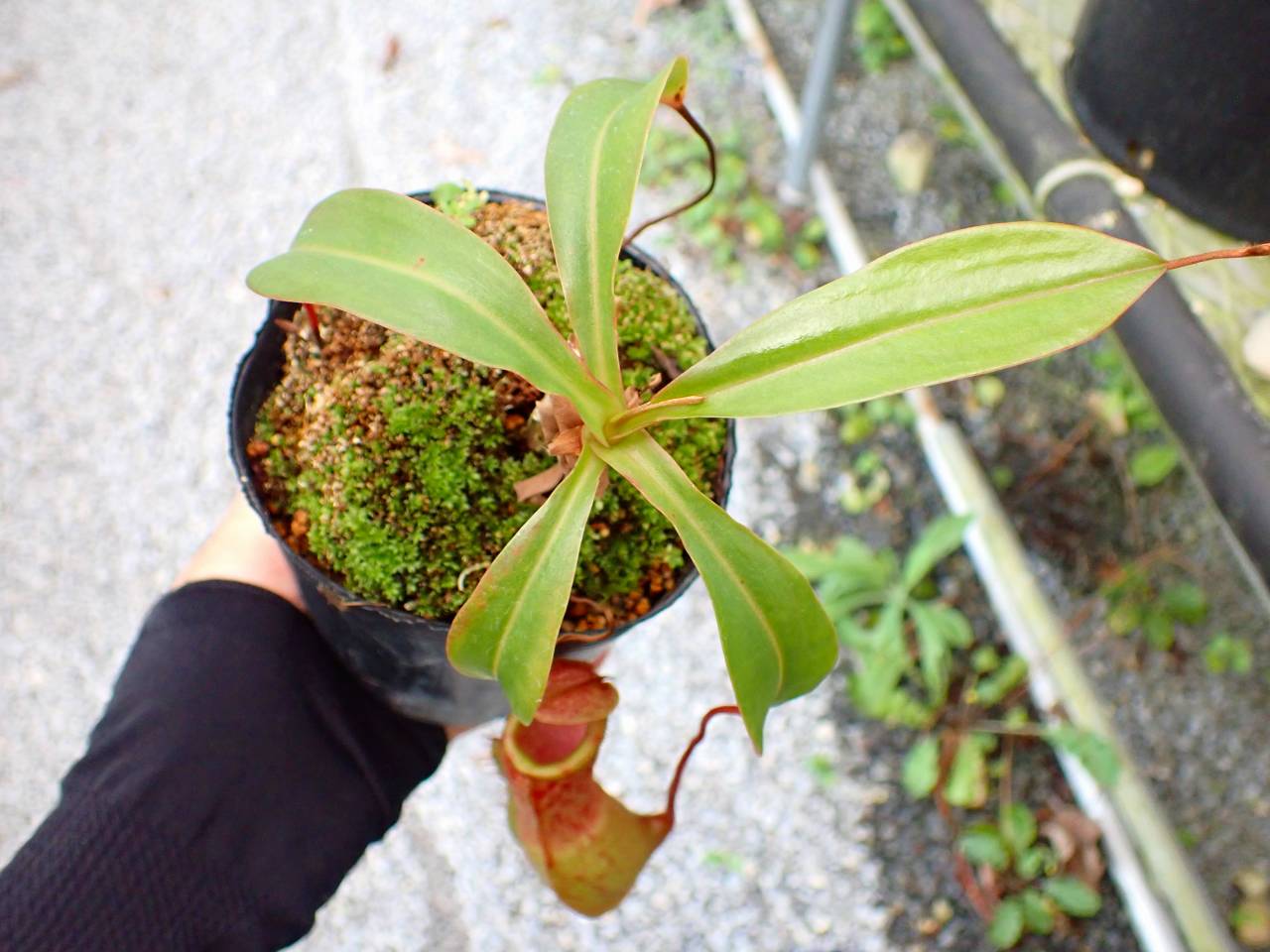 Y692 5-3 N. Red Leopard - Y's Exotics （山田食虫植物農園）