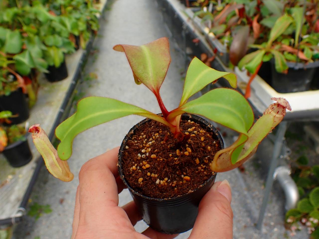 R363 5-1 [YA-170] N. clipeata Nep Garadner Y's Lab - Y's Exotics