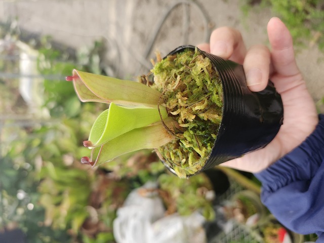 Y079 1-1 H. pul;chella (Apacapa Tepui Venezuela) AW - Y's Exotics