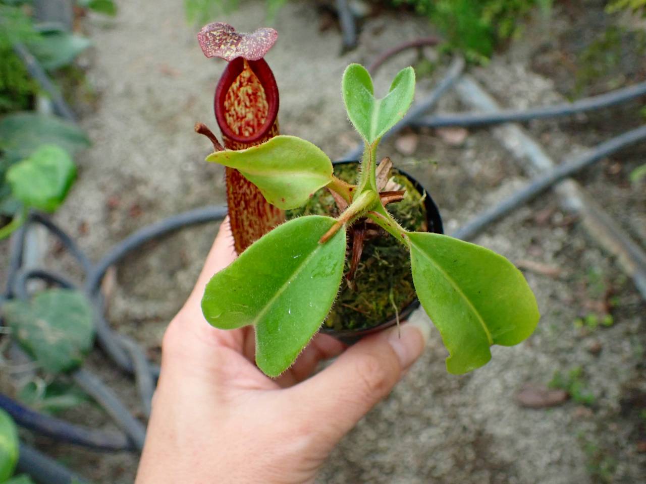 アラスカヒノキ　　グラウカ　ペンデュラ　接ぎ木苗 Y156 1-3 N. maxima wavy leaf Rindingalo, North Taraja, Sulawesi IS