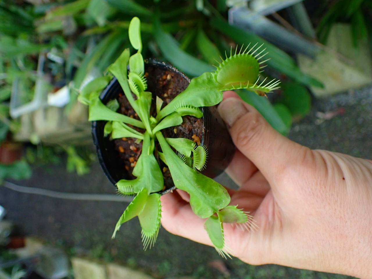 G069 3-2 Dionaea muscipula B52 Y's Lab - Y's Exotics （山田食虫