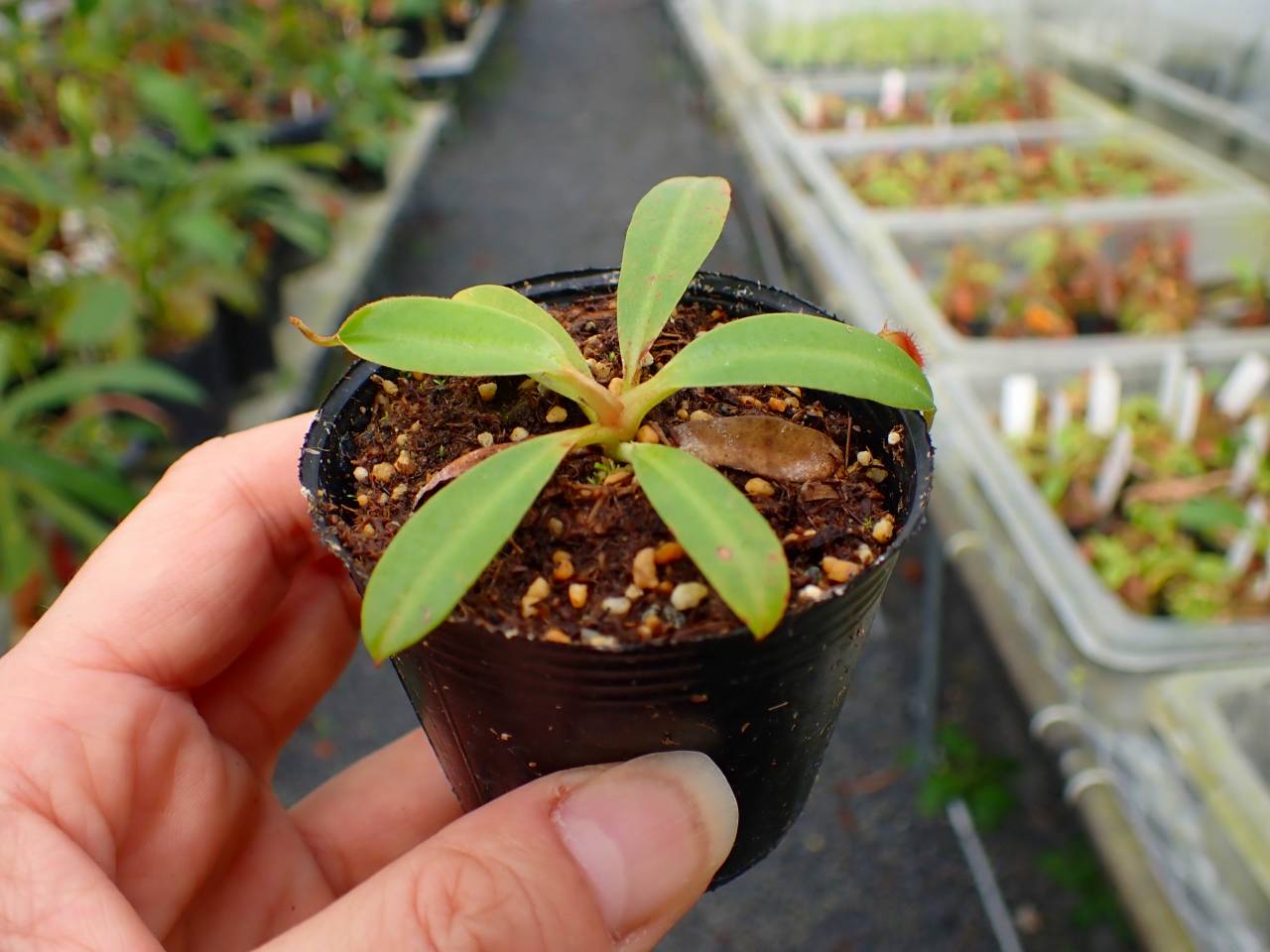 Y307 5-1 N. (bicalcarata x campanulata) x edwrdsiana #NNN - Y's