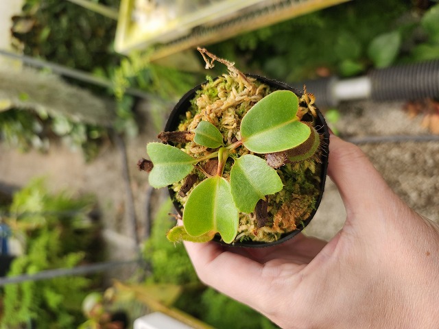 R634 1-4 N. nebularm sibcross Y's - Y's Exotics （山田食虫植物農園）