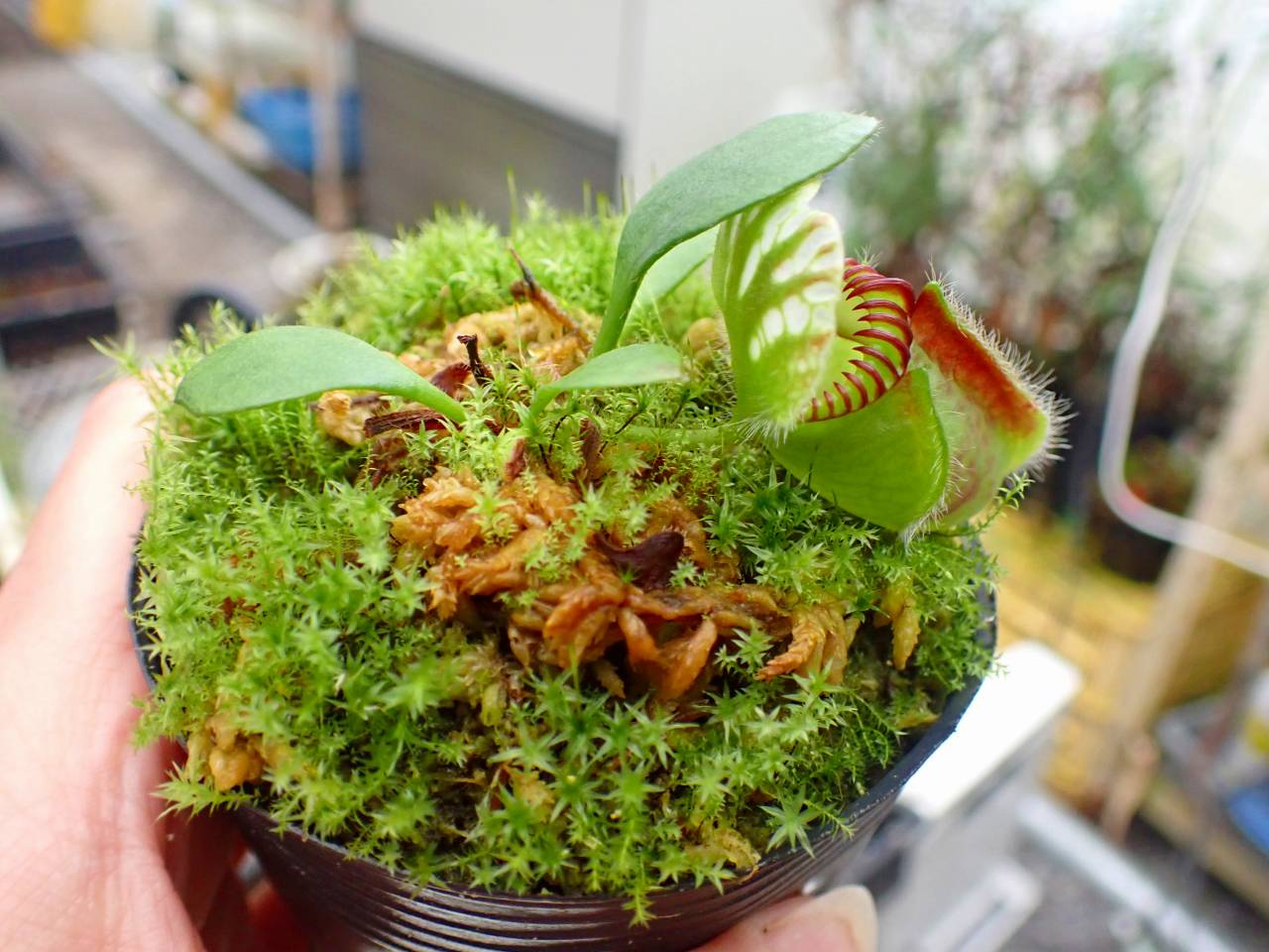 G198 1-1 #BBB Cephalotus follicularis black pitcer clone