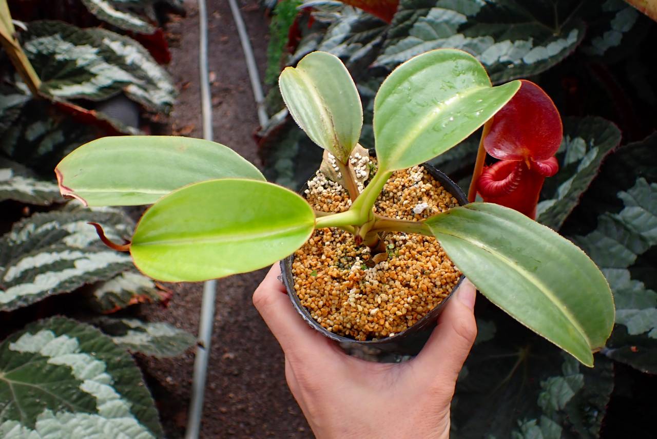 Y302 1-2 N. xtrusmadiensis EP | Y's Exotics （山田食虫植物農園）