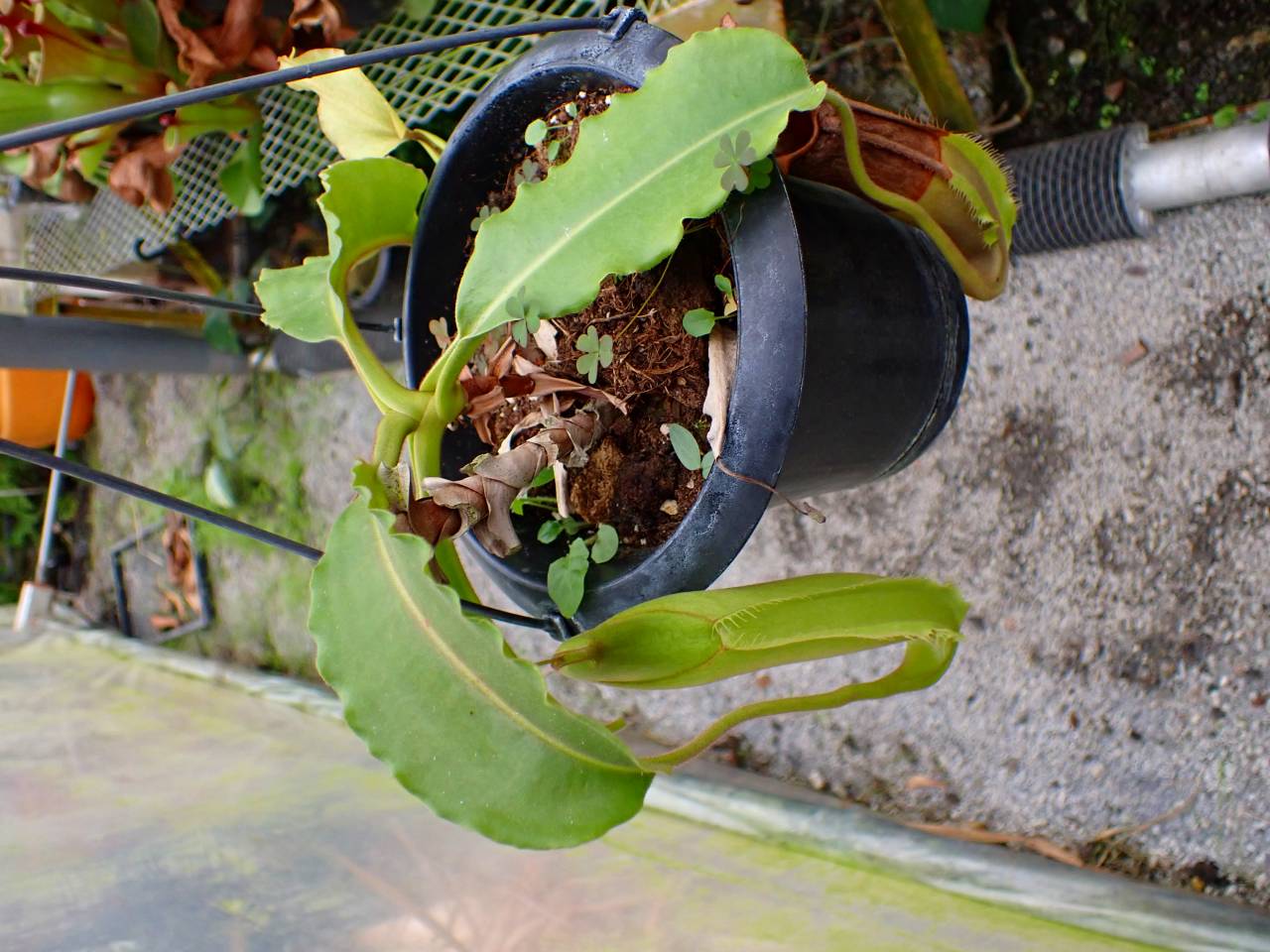 G052 1-1 N. maxima wavy stem x maxima (d) Sulawesi green Y's - Y's