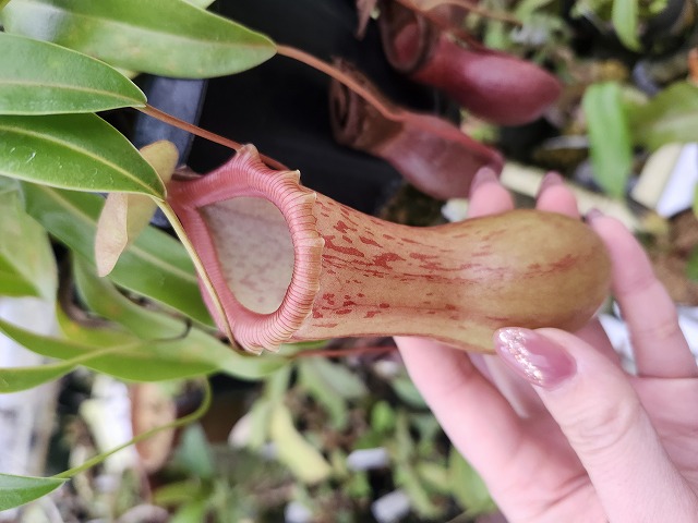 x × ventricosa 食虫植物 xTrusmadiensis N. : ネペンテスハウスの食虫