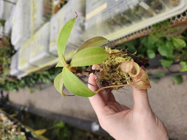 R214 1-4 N. peltata `Yellow Phantom' x tenuis #NNN - Y's Exotics