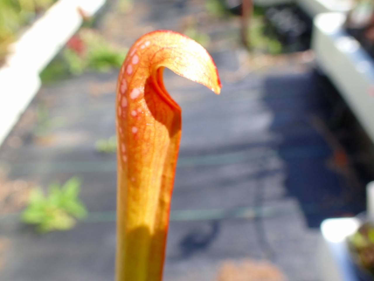 クリックで画像を表示
