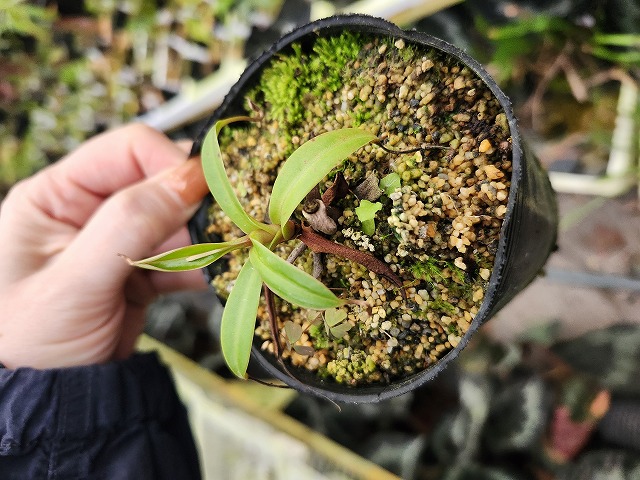 G484 1-2 N. jaquelineae (West Sumatra) (N_jac_W5) AW - Y's Exotics