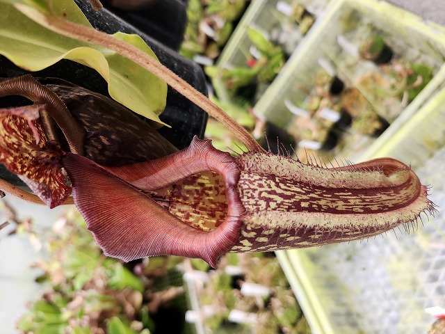 P379 1-2 N. maxima curtisii x maxima 在来系 | Y's Exotics