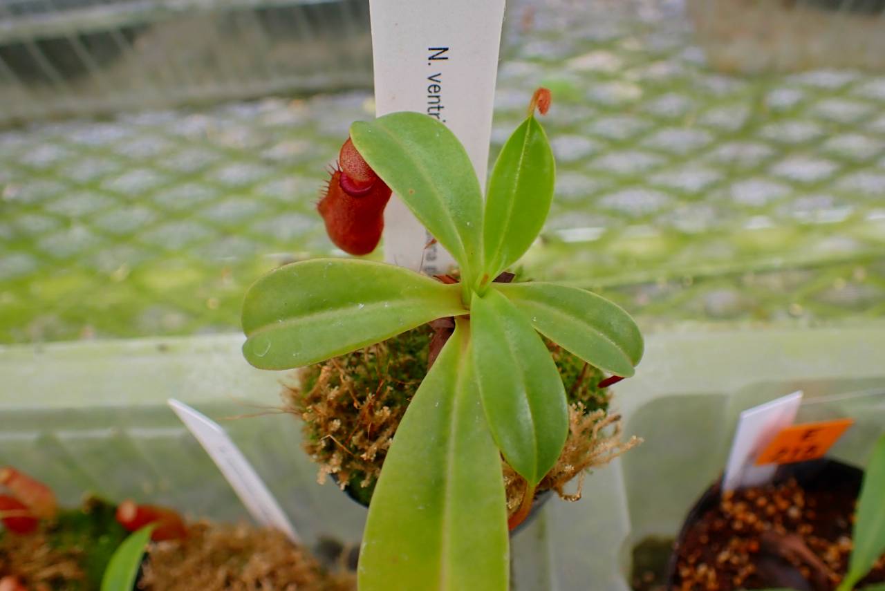 J152 5-1 N. ventricosa x edwardsiana giant SB | Y's Exotics