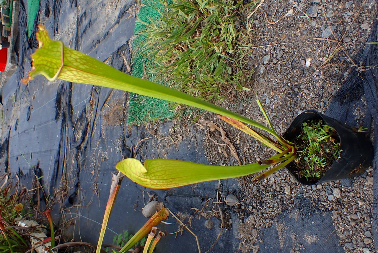 R108 S. alata x leucophylla rose - Y's Exotics （山田食虫植物農園）