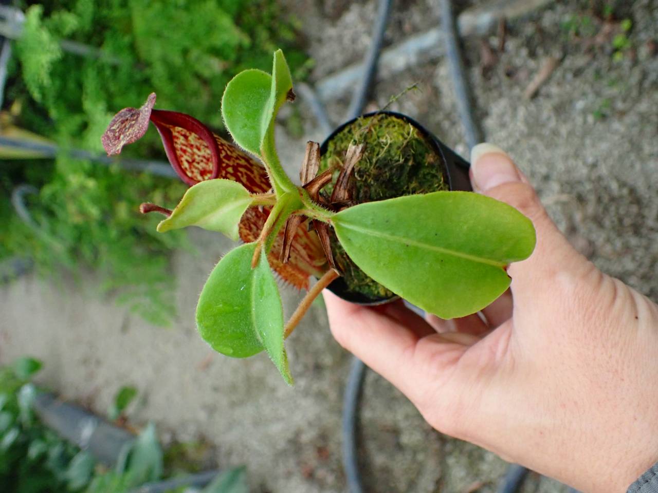 Y156 1-3 N. maxima wavy leaf Rindingalo, North Taraja, Sulawesi IS