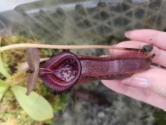 J130 1-4 N. izumiae x lowii #NNN - Y's Exotics （山田食虫植物農園）