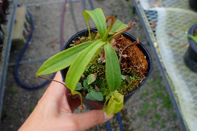 Microcyphus Rousseaui 希少金色 ウニ 殻 Microcyphus Rousseaui 希少金色 ウニ 殻