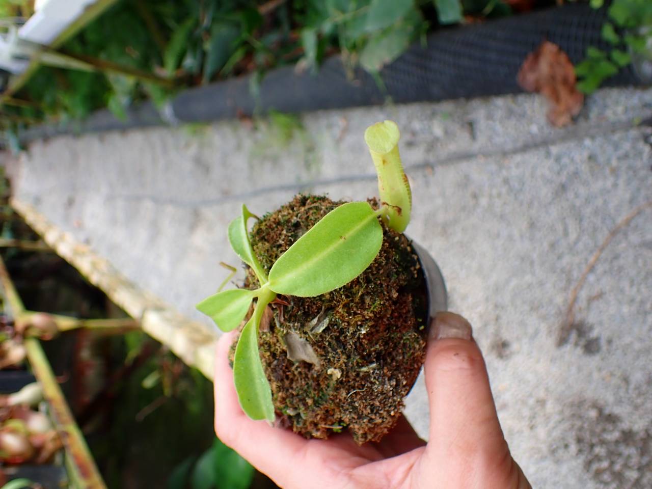 E550 1-1 N. maxima wavy stem x maxima (d) Sulawesi green Y's - Y's