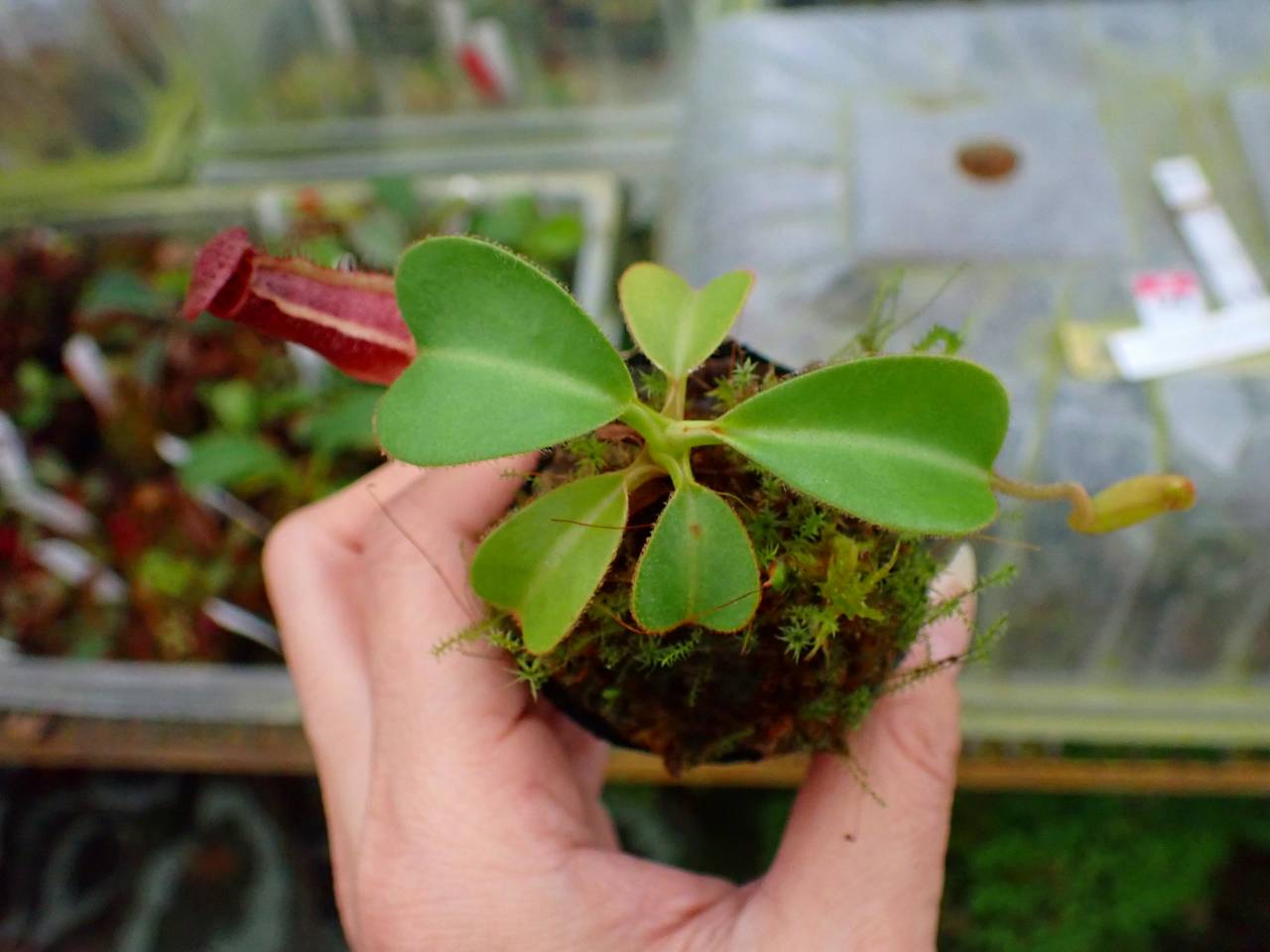 N . (truncata x peltata) x lowii 食虫植物 N . (truncata x peltata) x lowii 食虫植物 N . (truncata x peltata