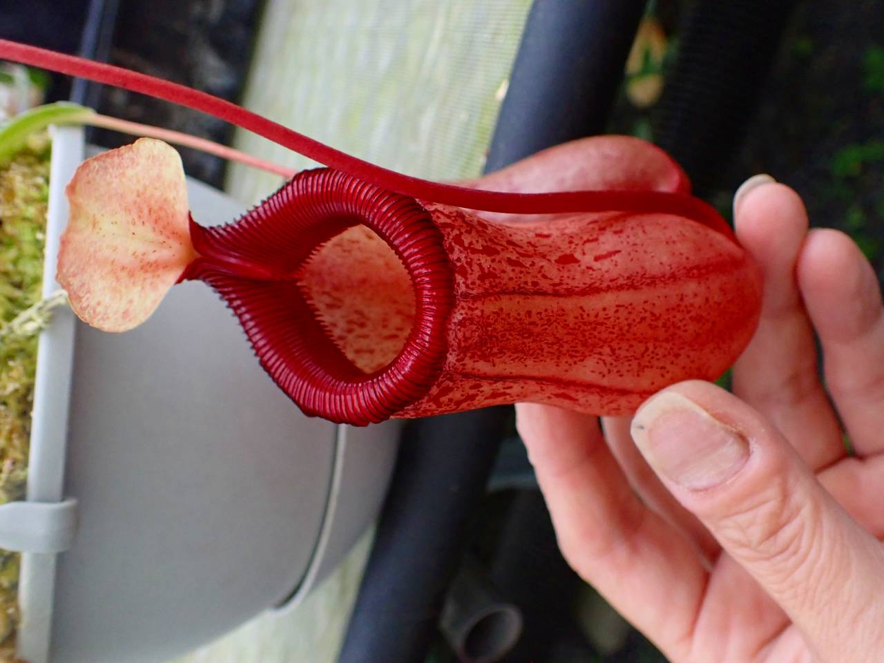 x × ventricosa 食虫植物 xTrusmadiensis N. : ネペンテスハウスの食虫