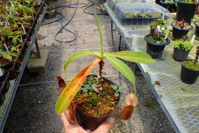 Y460 4-2 N. Barmy Koto 一正園 | Y's Exotics （山田食虫植物農園）