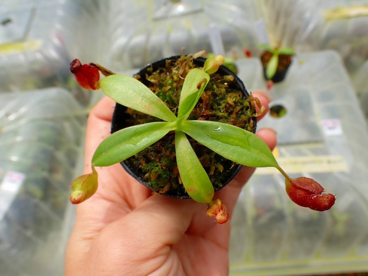 G028 1-3 N. jacquelineae x macrophylla #NNN - Y's Exotics （山田食