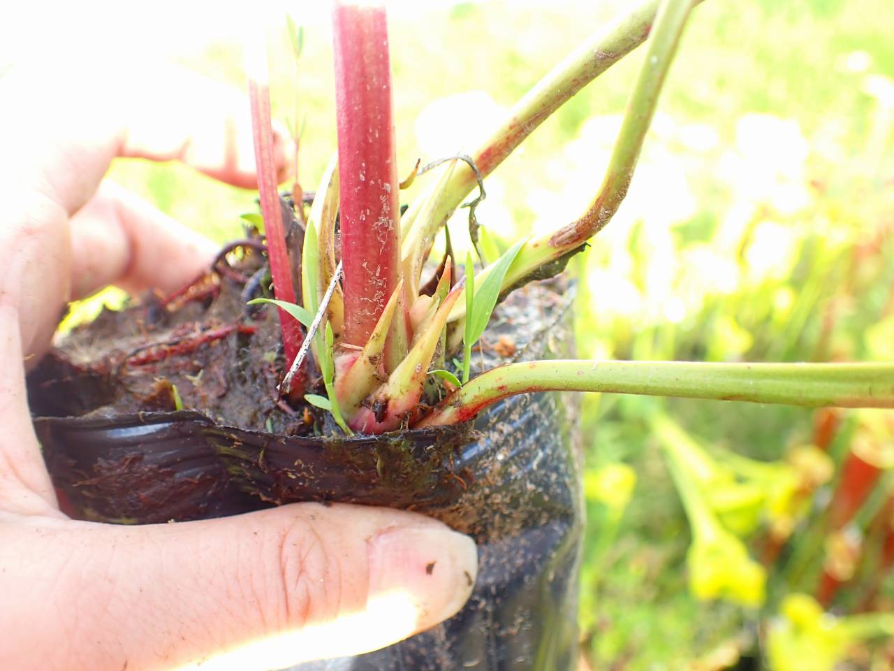 G561 S. flava var. rubricorpora (giant red tube seedling) David