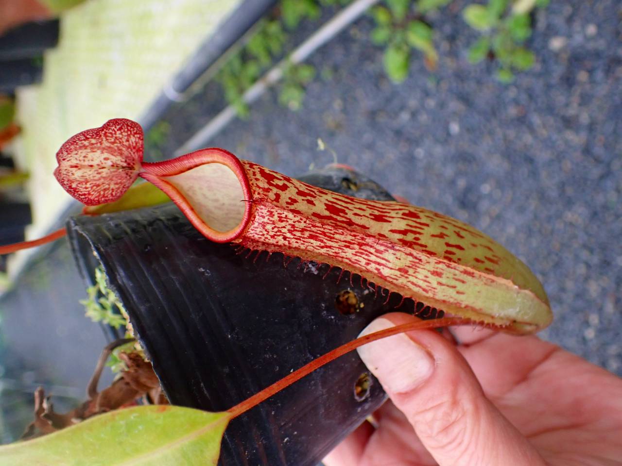R622 5-3 N. Kihachijo 一正園 - Y's Exotics （山田食虫植物農園）