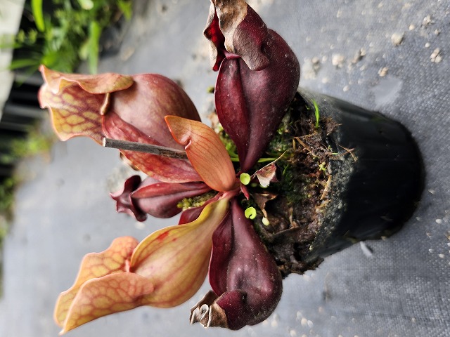 R540 S. purpurea ssp. venosa (伊勢花菖蒲園選別丸形株 No.72) MS