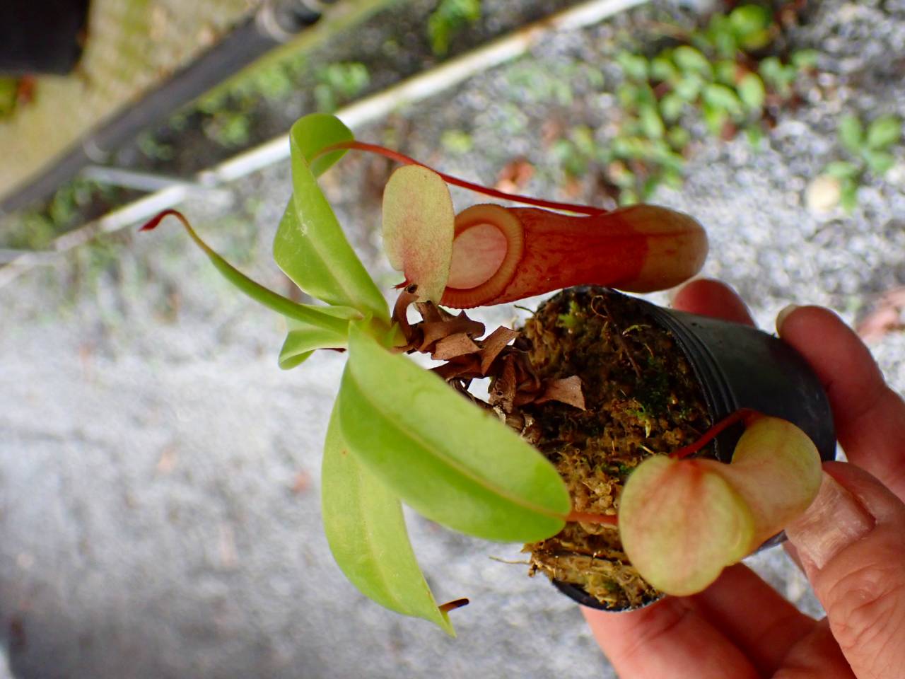 P746 5-3 N. ventricosa-red seedling Y's - Y's Exotics （山田食虫